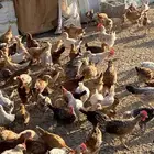 دجاج بلدي صوص