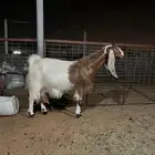 عنز حليب تامه