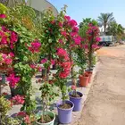 تنسيق الحدائق   وانشاء الشللات والنوافير   والزراعه والعشب