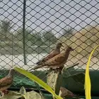 فروخ قمري