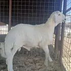 خروف صنف طيب العمر 5شهور