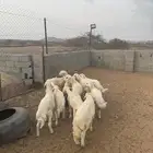 10 بهم خمس انثي وخمس ذكران العمر من ثلاث شهور وفوق