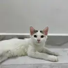 قطه للبيع شيرازية مهجنة