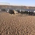 مراح نجد صغير للبيع ارجو قراءة الإعلان بتركيز وهتمام