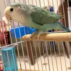 طيور زينة للبيع المستعجل