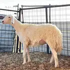 حريه حرشا خصم الخصم جذعه
