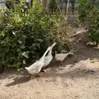 وز بلغاري