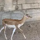 ذكر بلاك