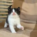 قطة برتش شورت بيور للبيع - لون باي كولور - يوجد دفع بالتقسيط