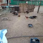 دجاج بكستاني للبيع