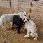 بهم حري