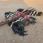 للبيع بيت شعر 9 6ارتفاع 2م