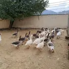للبيع وز