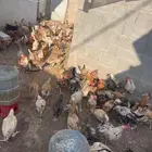 دجاج بلدي وتركي و فيومي