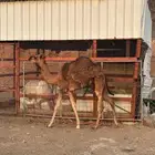 بكره حمراء