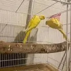 جوز دره لاتنيو بيور منتج تم البيع