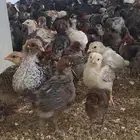 صوص بلدي مشكل