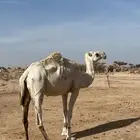 ناقه وضحا ضروبه