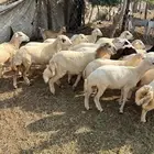 رخال بلدي العدد 60