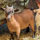 عنز قزميه اصل
