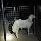 فحل حري غير مشروط