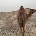 ناقة حايل