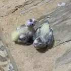 عدد 2 فروخ كروان