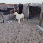 خروف حري فحل مشروط توه مكسر الرباع