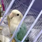 ببغاء روز اليفه و هدد