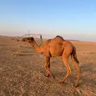 بكره مفروده