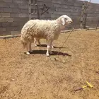 حرش طيبات العدد90 مع فحول 2