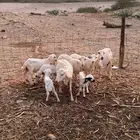ضان رفيديه