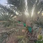 صيف المزرعة للايجار