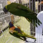 محمية الطيور المغردة