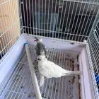 جوز يمام دايموند دوف مستوى راقي