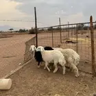 خاروف ورخلين