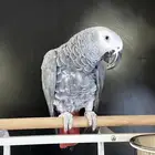 ببغاء كاسكو افريقي