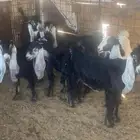 تيوس وحفار للبيع العدد 6