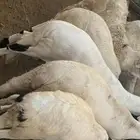 سواكني فل شحم