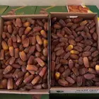 تمر رطب نوع ( برني )