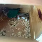زوج كنيور يلوسايد تركواز