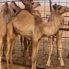 قعود عمره 4 اشهر عل حليب امه