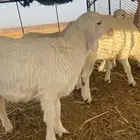 غنم للبيع