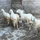 رخال للبيع