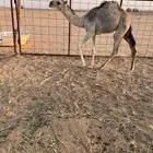 حشو قعدان للبيع