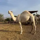 قعود السن حق ابوه بعير ابن دلمخ وامه من الطيب البل