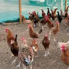 دجاج ذكور بلدي للبيع