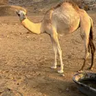 بكره نَسَب  فاخر للبيع