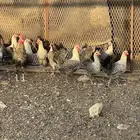 دجاج بياض