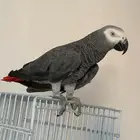 ذكر كاسكو انتاج
